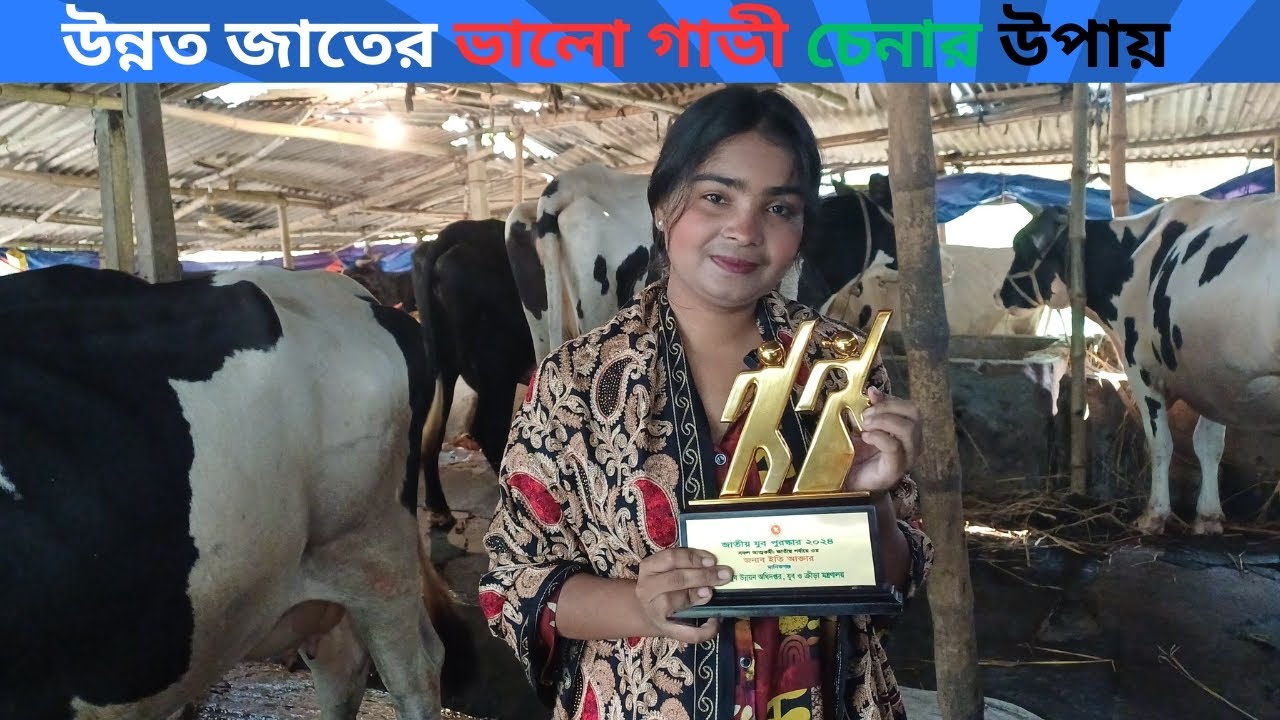 উন্নত জাতের ভালো বকনা চেনার উপায়। উন্নত জাতের গাভী চেনার উপায়