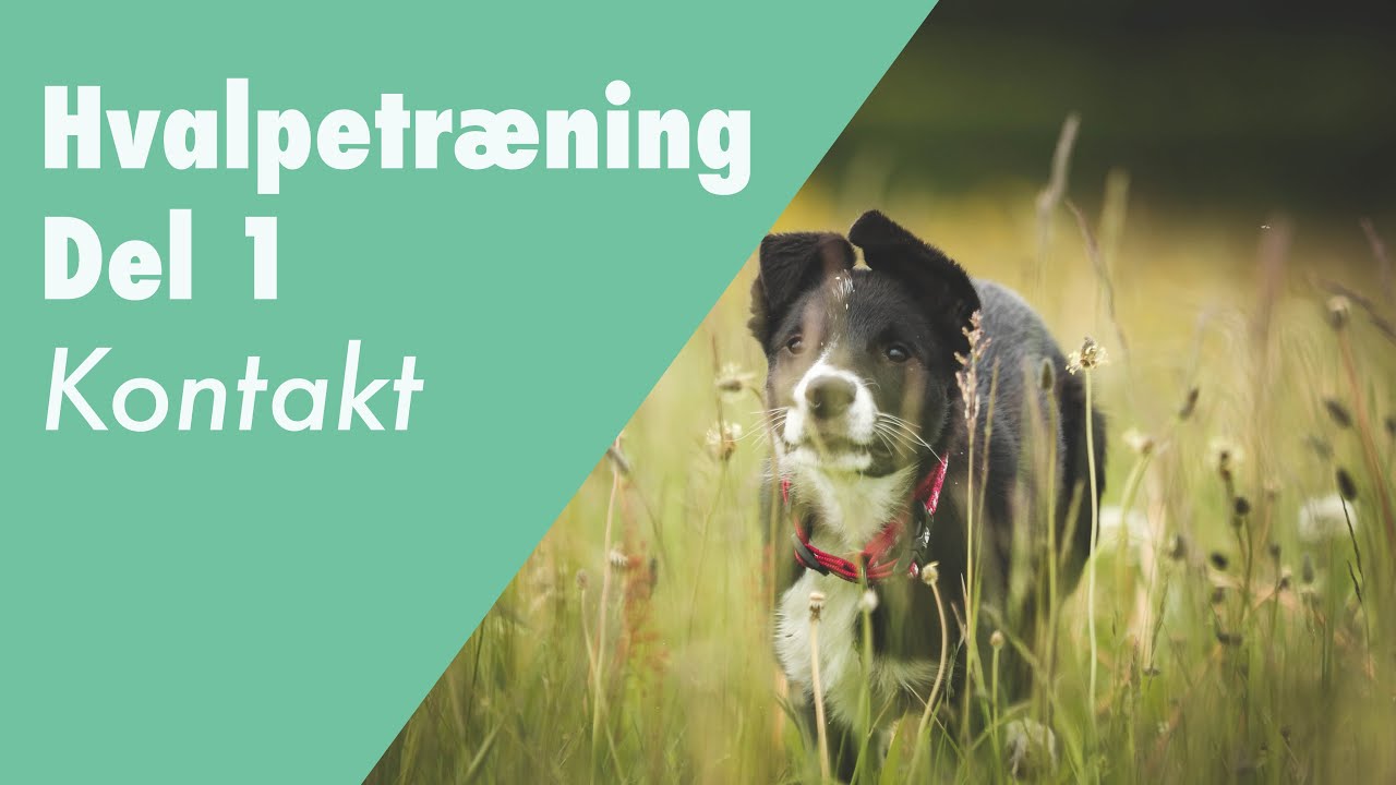 Hvalpetr&aelig;ning del 1 - tr&aelig;n kontakt med din hund