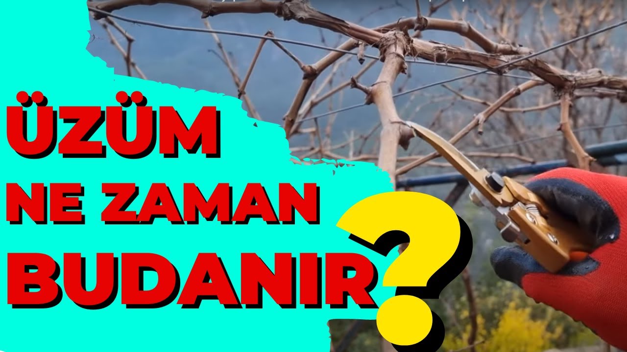 Üzüm Asma Budaması Nasıl Yapılır? Üzüm Asma Ne Zaman Budanır? dündar yıldız