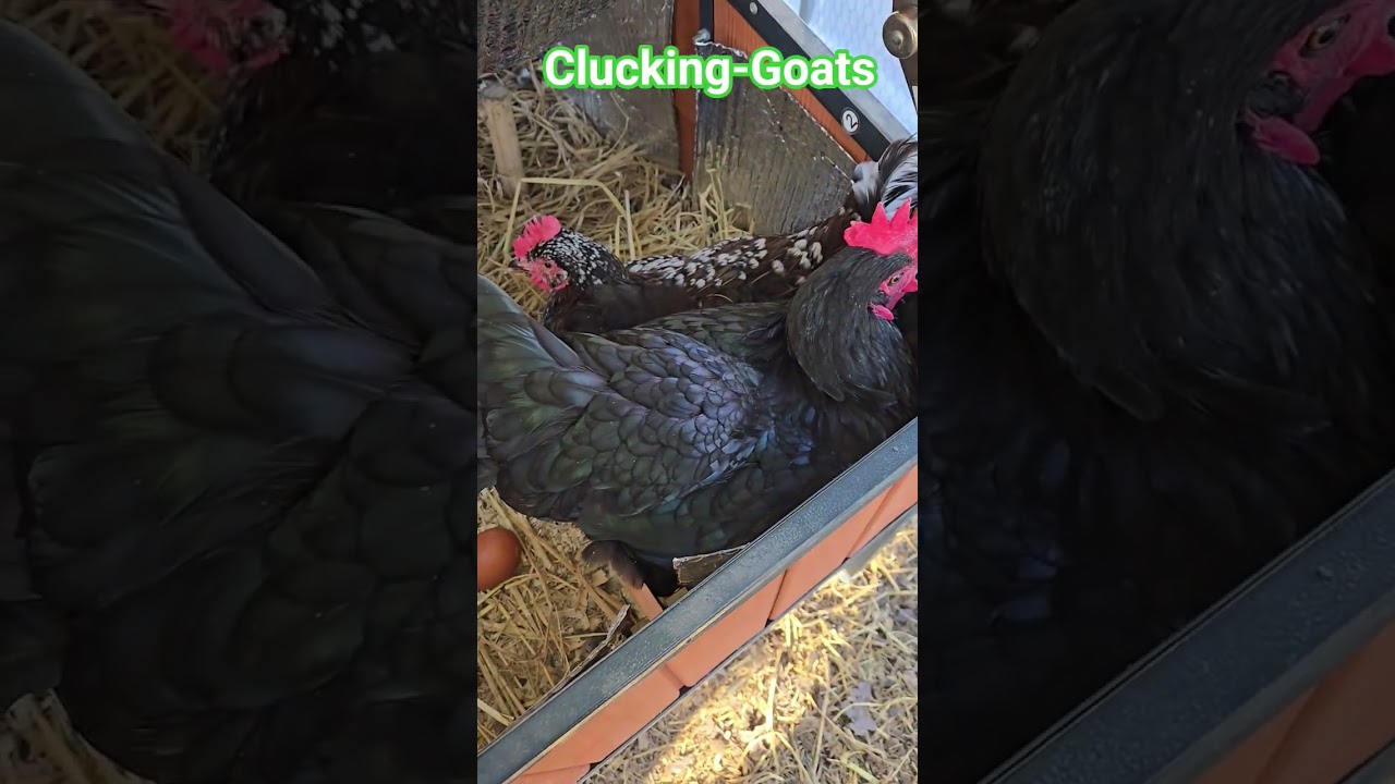 Silly chickens jealous always jealous lol