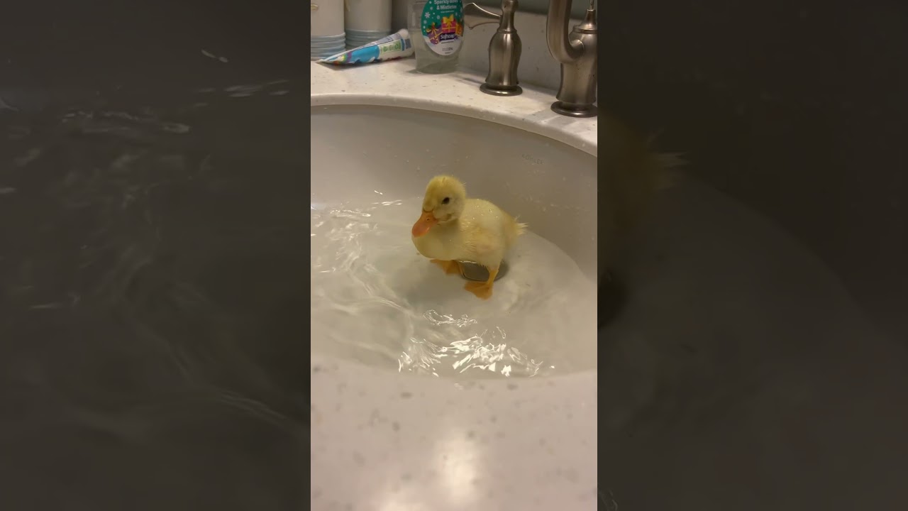 Baby ducklings first bath ❤️