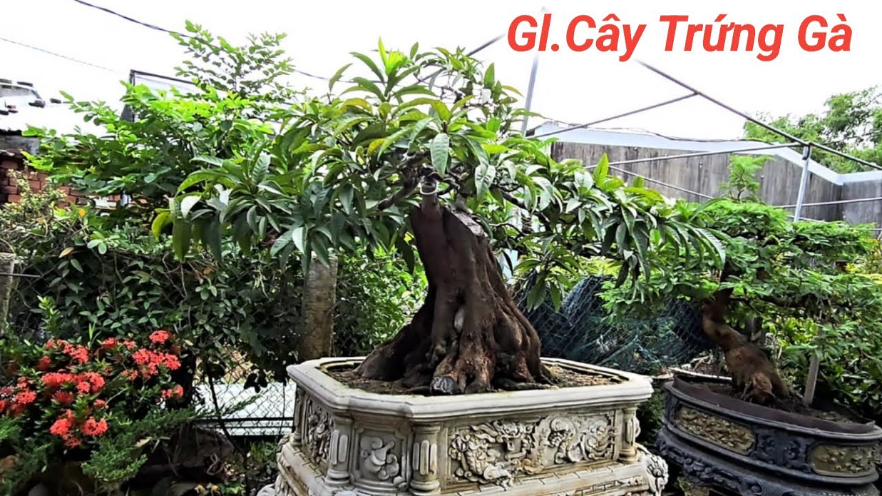Nghe Nói Dòng Cây Trứng Gà Đang Hot. Duối Quái Me Nghệ Thuật Giao Lưu #0386484997