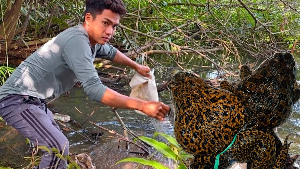 Bẫy Ếch Núi Trúng Ổ Ếch Già Bắt Được Con Nào Là Đáng Con Nấy 