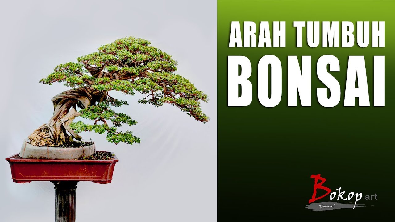 ARAH TUMBUH BONSAI