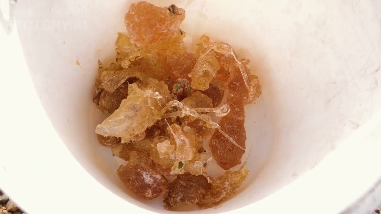 Catechu  (acacia catechu)