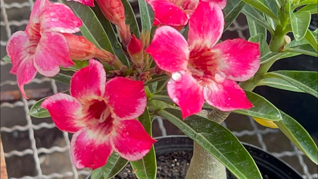 Rosas do deserto… chegou mais rosas aqui no Garden 