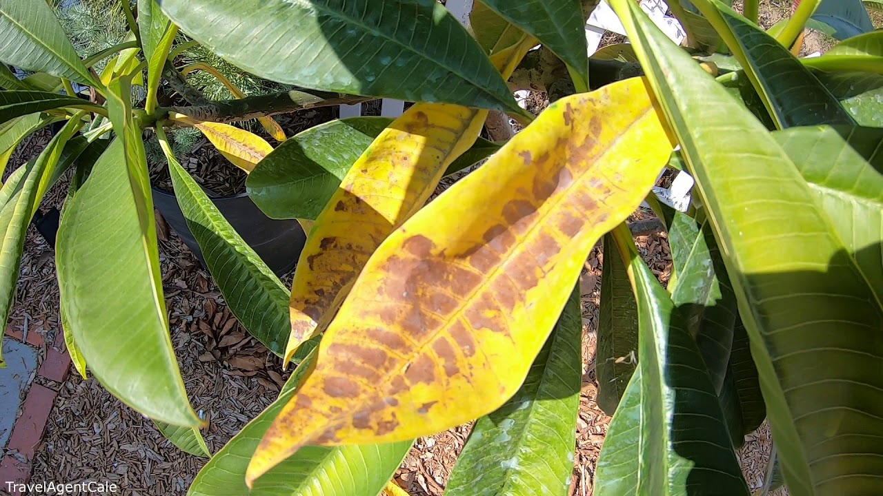 PLUMERIA Plant Care: Leaves turning YELLOW and FALLING OFF Tips / Growing Frangipani Hawaii Garden