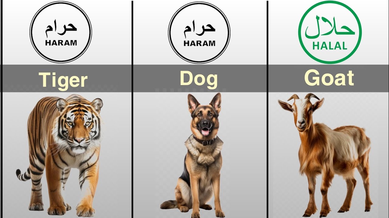 Halal and Haram animals meat in Islam  || @Datapulse5 