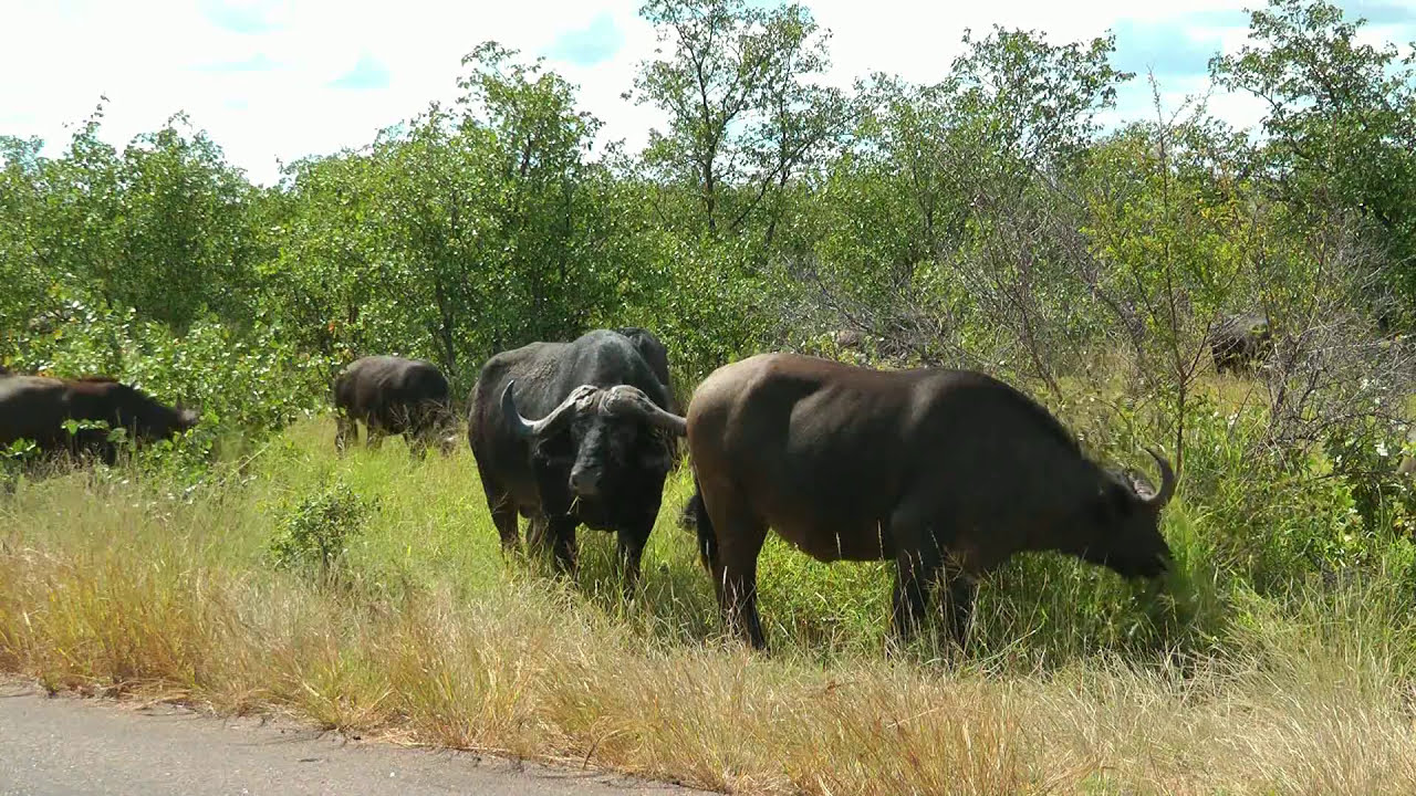 SOUTH AFRICA african buffalo, Kruger national park (hd-video)