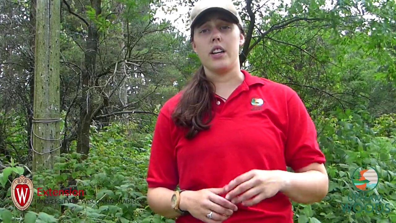 Nature Detective: Bird's Foot Trefoil Pull