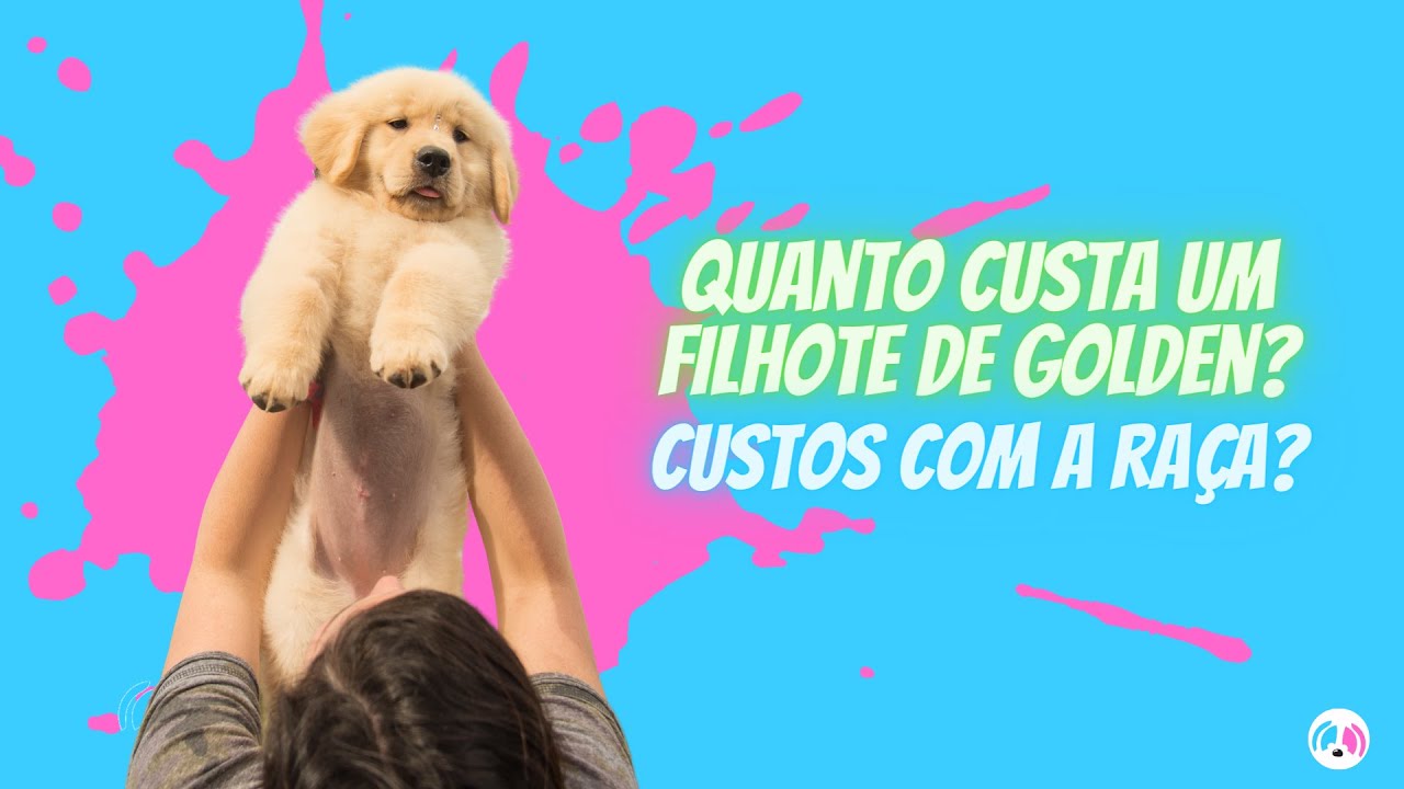 Quanto Custa um filhote de Golden? Custos mensais com cachorro? Ração?