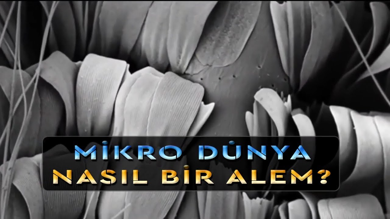 Mikro D&uuml;nya Nasıl Bir Alem?