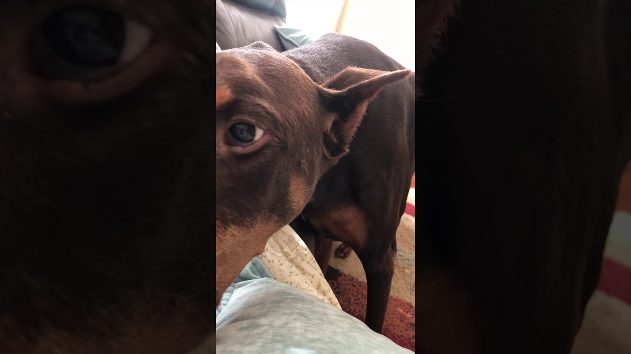 Gustav Wanting Attention