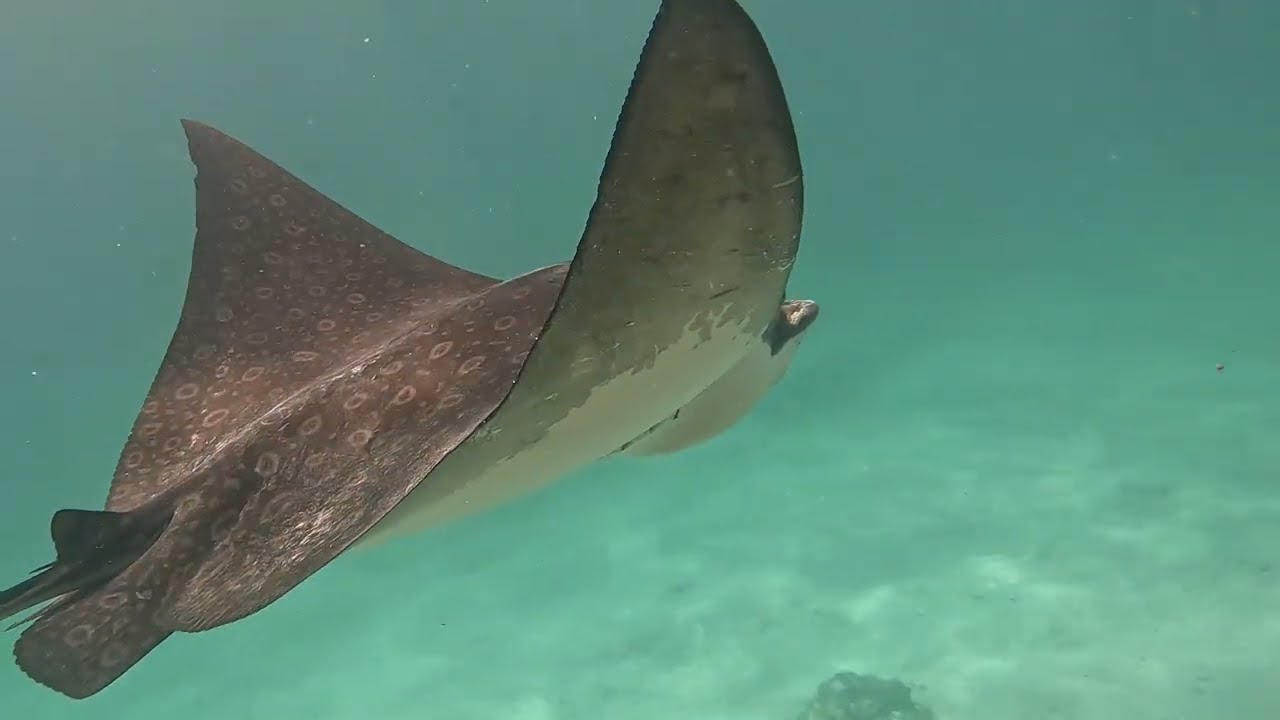 Belize Hol Chan Snorkel Feb 2026