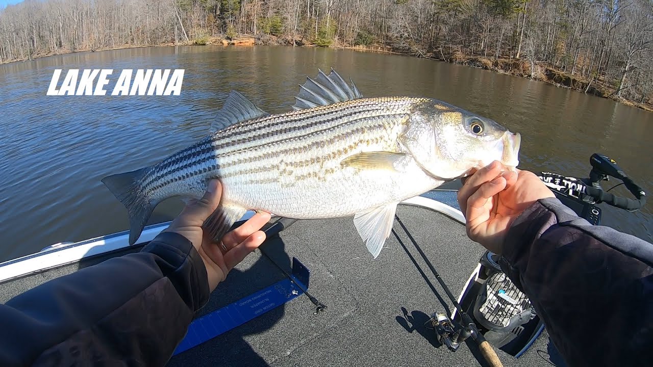 Lake Anna February Striper Fishing 2024