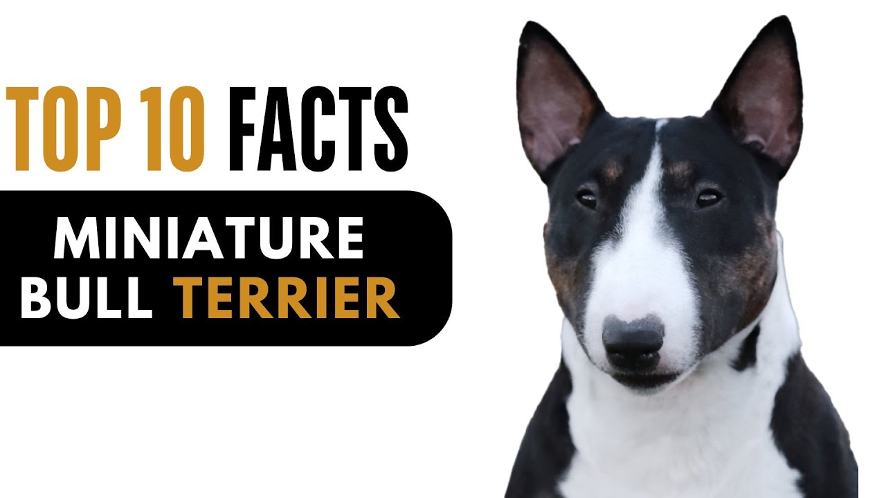 Top 10 Facts About Miniature Bull Terrier - Complete Information About Miniature Bull Terrier Dog