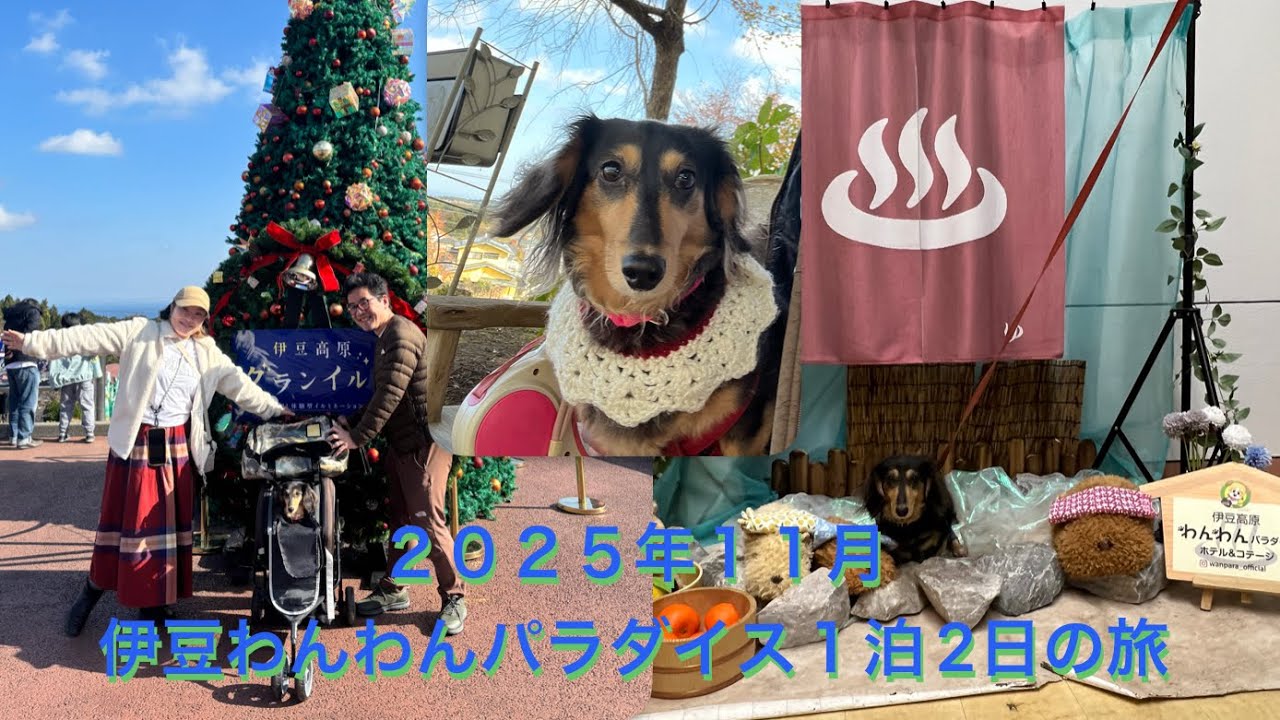 2025年11月　伊豆わんわんパラダイス　一泊旅