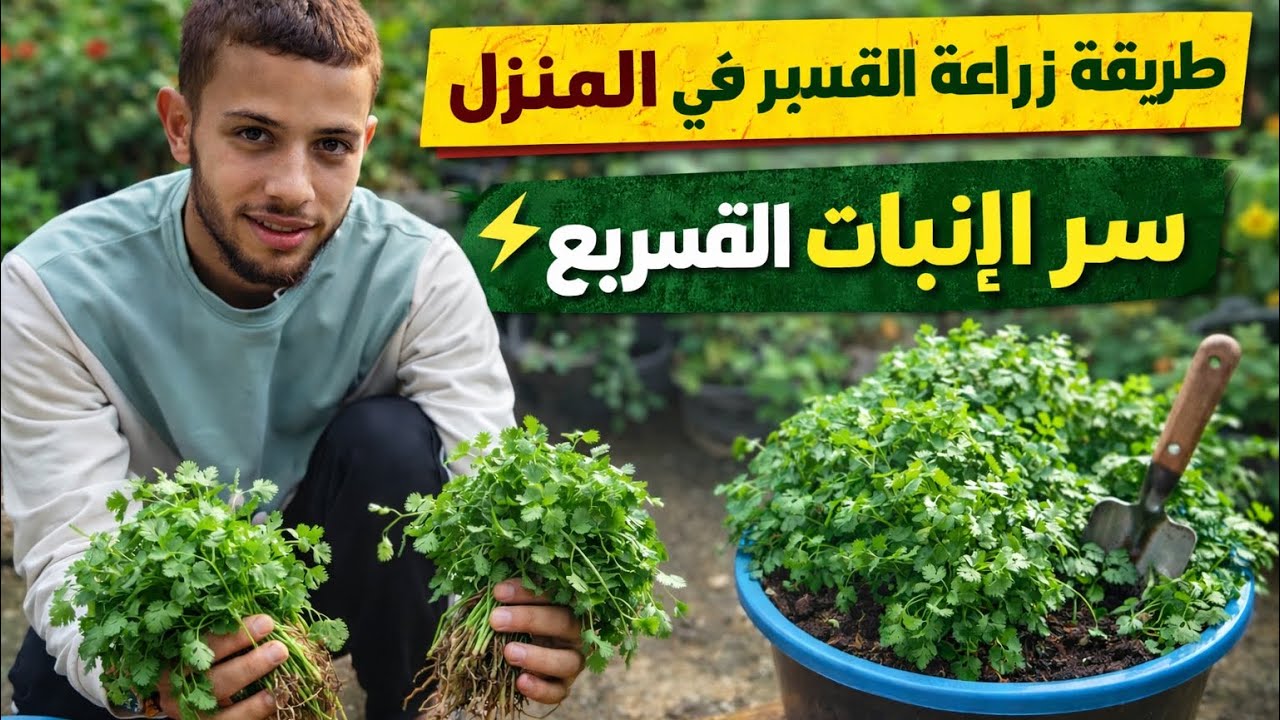 طريقة جديدة لزراعة القسبر في المنزل 🌱 سر إنبات القزبر بسرعة وإنتاج غزير