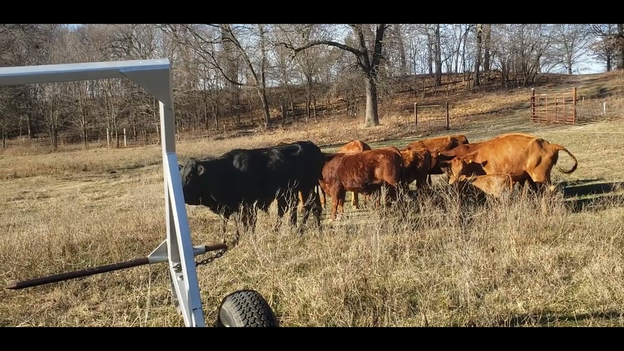 New South Poll Heifer Calf Cam