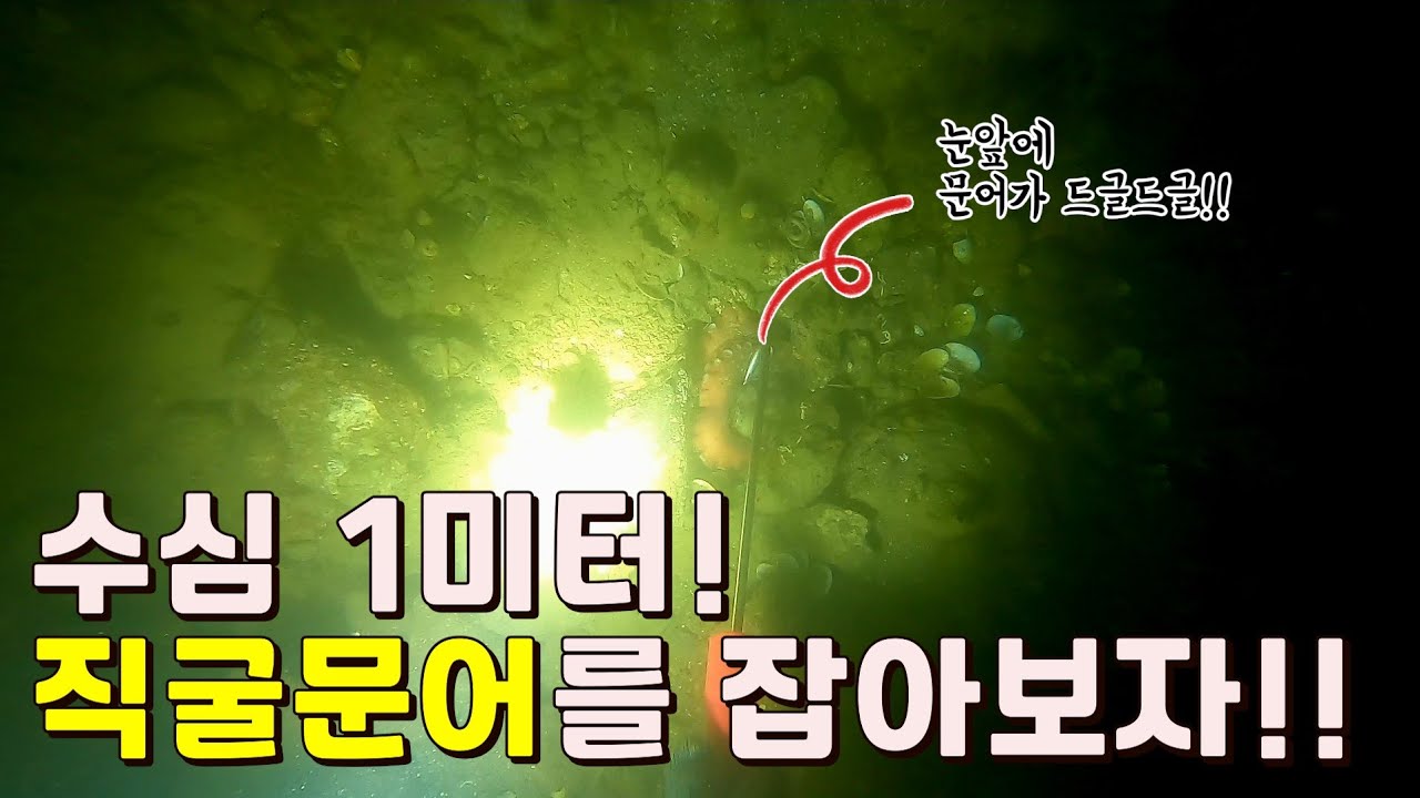 돌문어 해루질!(문어해루질,스킨해루질)