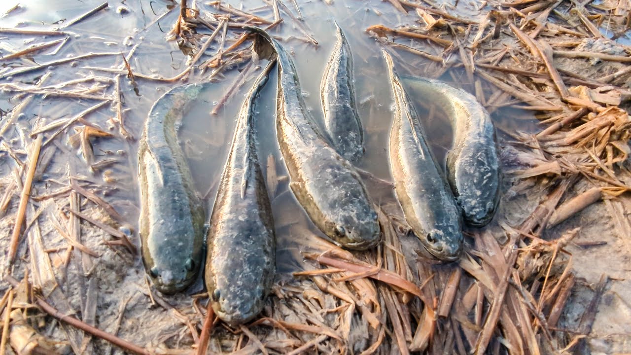 Catching fish on little lake at field