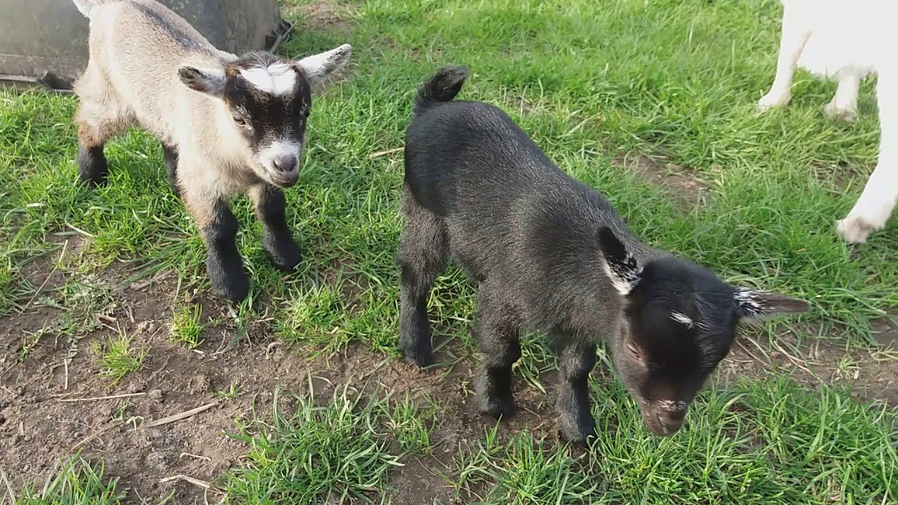 kleine geitjes aan het spelen