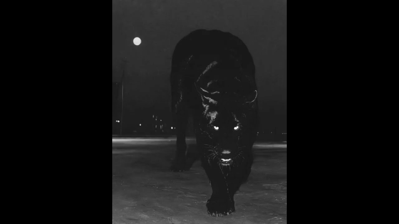 [FREE] DARK TRAP BEAT - 'insane' | DARK TRAP INSTRUMENTAL 2026