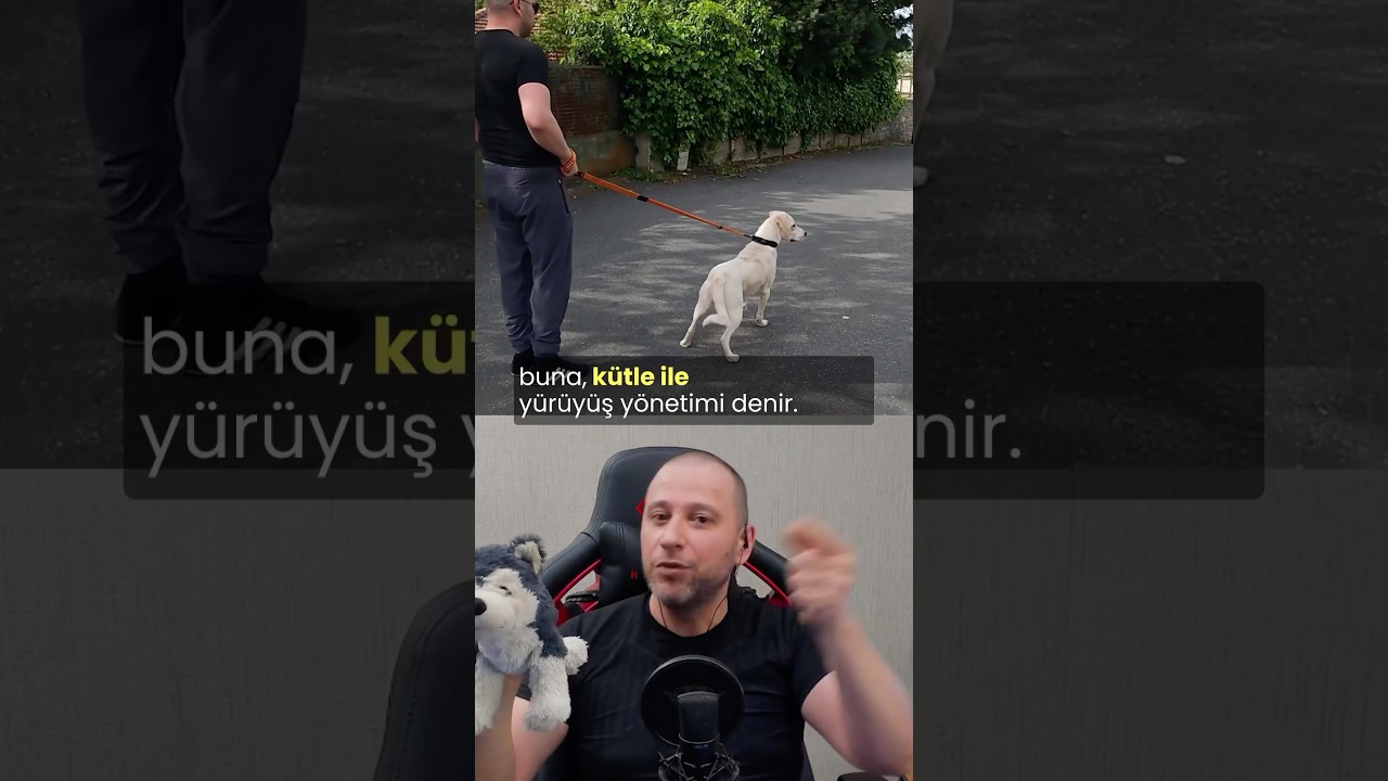 K&uuml;tleyle Y&uuml;r&uuml;y&uuml;ş Y&ouml;netimi #k&ouml;pekadam #&ccedil;ağrıaracı #k&ouml;pek #k&ouml;pekbedendili #dog #dogs #teammeyzi