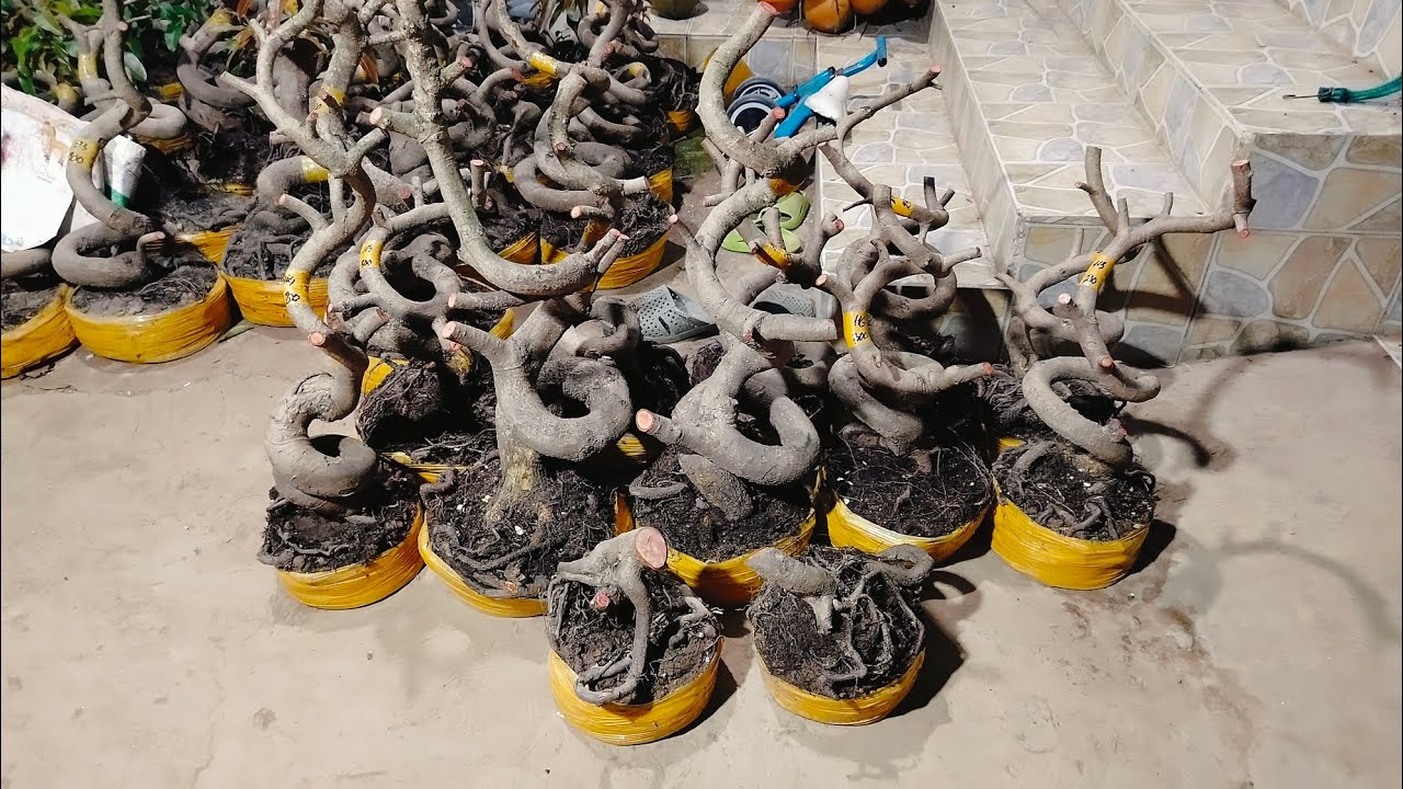 Mai vàng giảo tân châu zin 12/02 Zalo 📱 0974483509 Cường con mong cô chú ủng hộ!!!