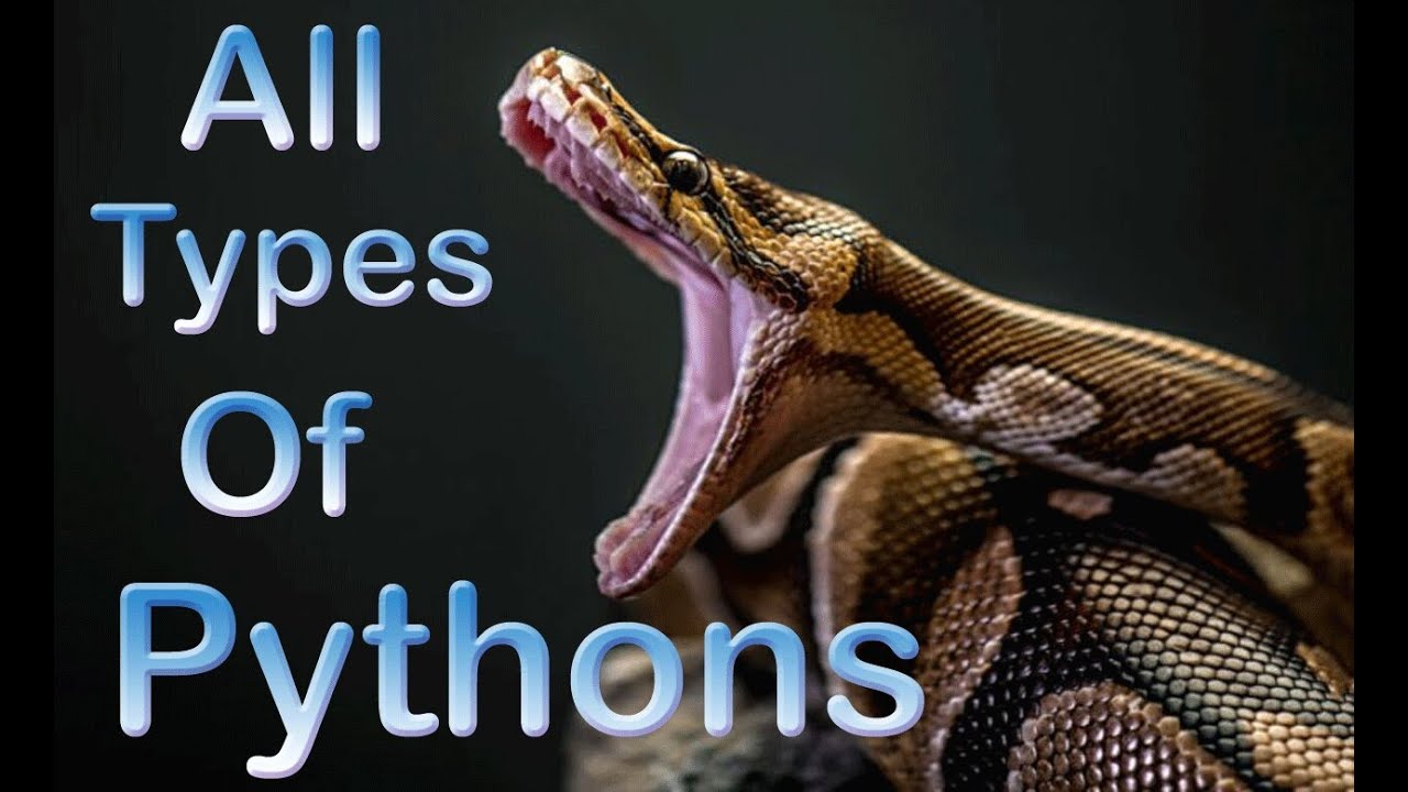 All Types Of Pythons In The World ||  Pythons  Species  In The World
