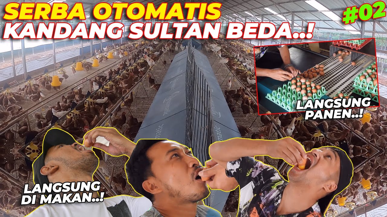 KANDANG SERBA OTOMATIS..!! TELURNYA BISA LANGSUNG DI MAKAN DAN GA AMIS..