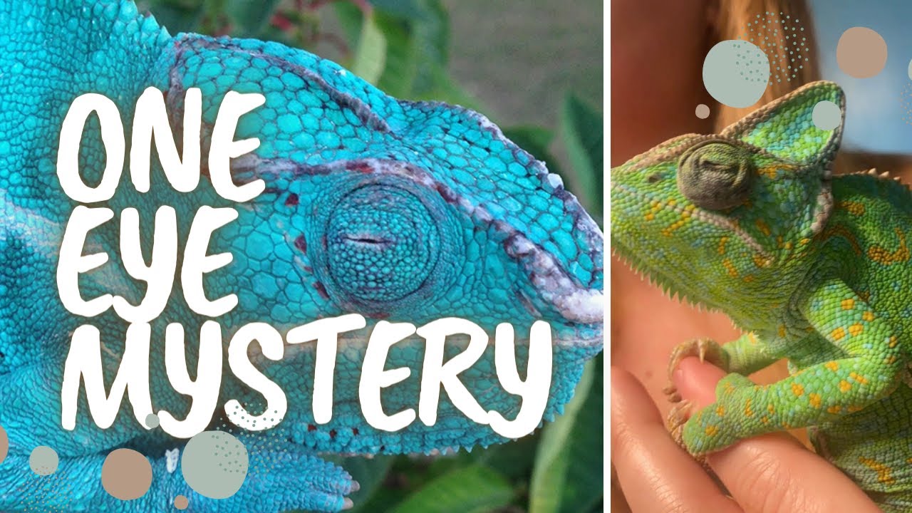 Why does My Chameleon have One Eye Closed?