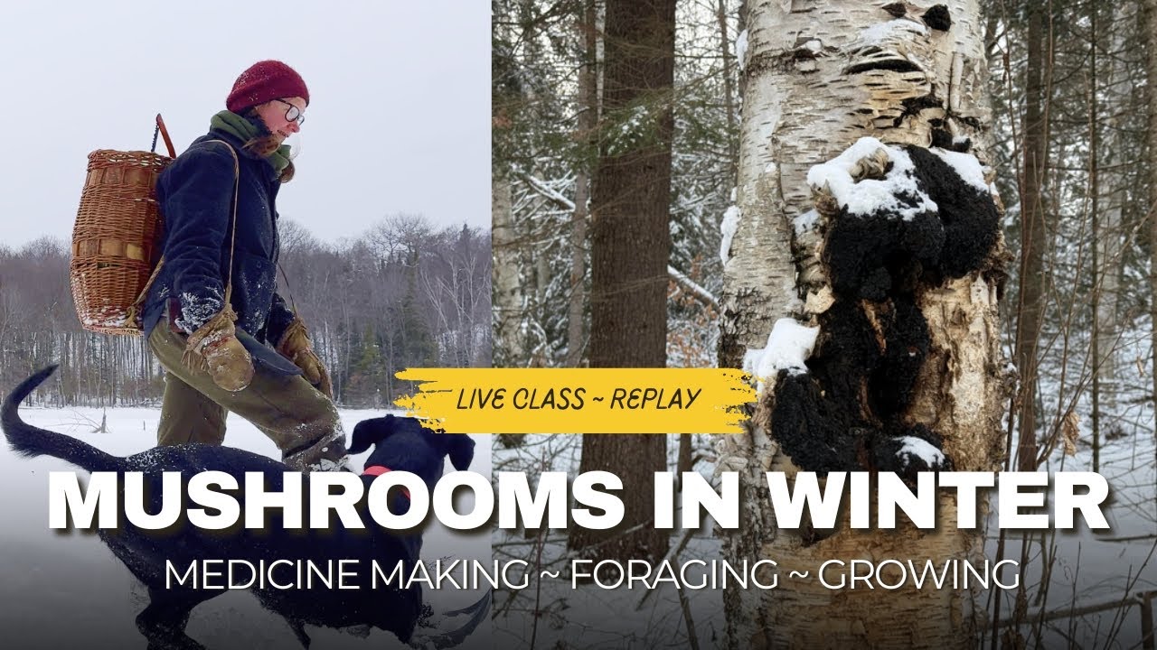 Mushrooms in Winter ~ Medicine Making, Foraging & Growing ~ Live Class Replay
