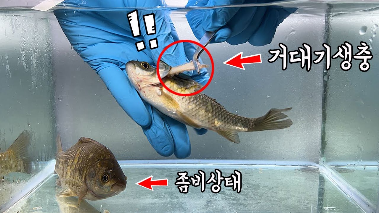 ※살아있는 붕어를 좀비로 만들어버리는 역대급 기생충입니다 ㄷㄷ 시청에 주의해주세요!