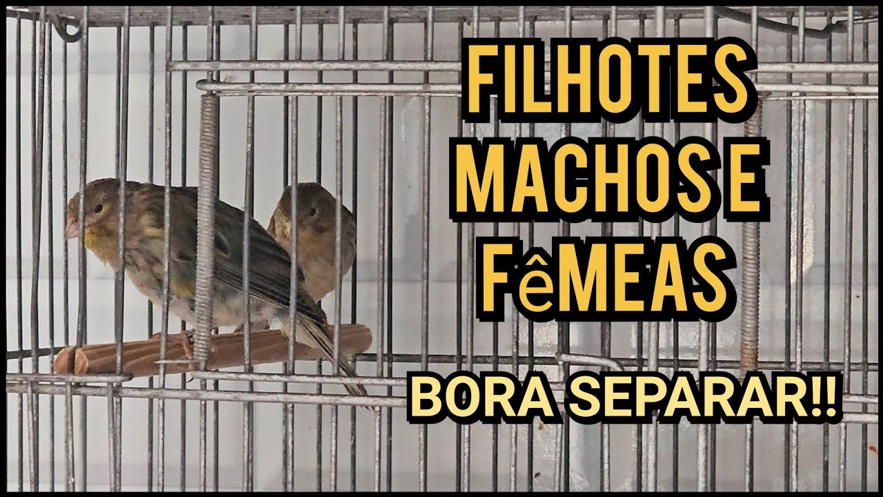 Como identificar os filhotes machos?
