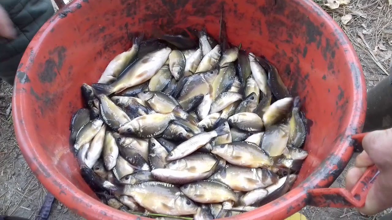 Bačko Gradište poribljavanje stare Tise 2017