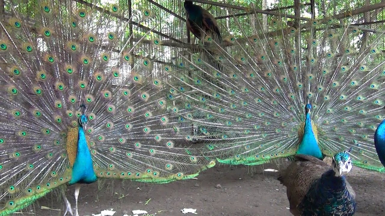 2 誰與爭鋒  孔雀開屏中-tigerchen138