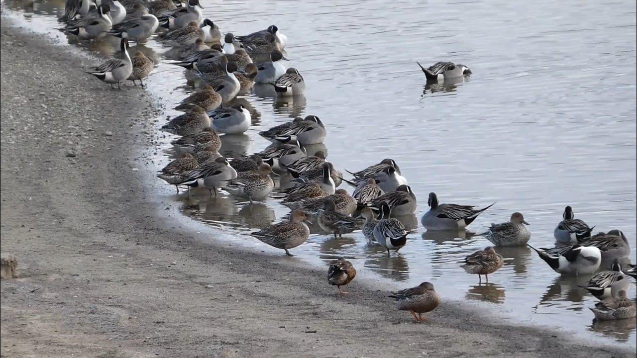 勅使池の岸辺はカモの楽園 / The shores of Chokushi Pond are a paradise for ducks