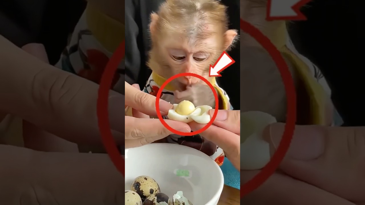 Why Is This Monkey Eating Eggs? 🐒❓