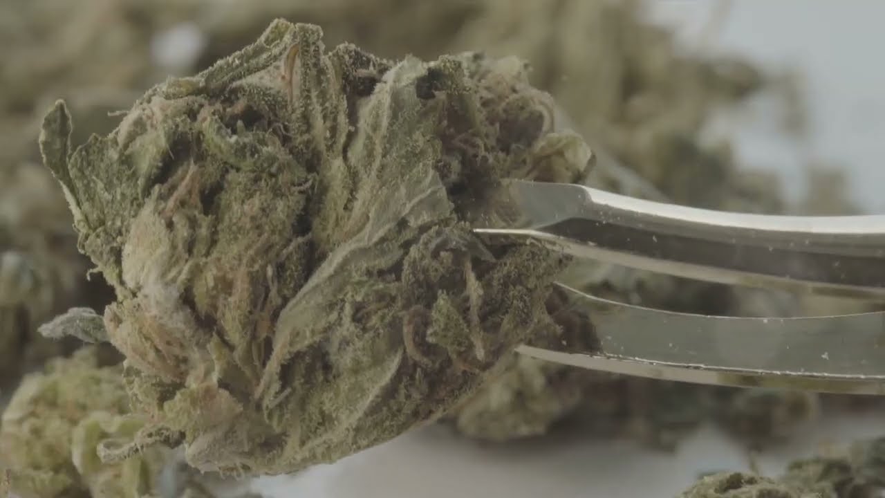 Purple haze marijuana strain