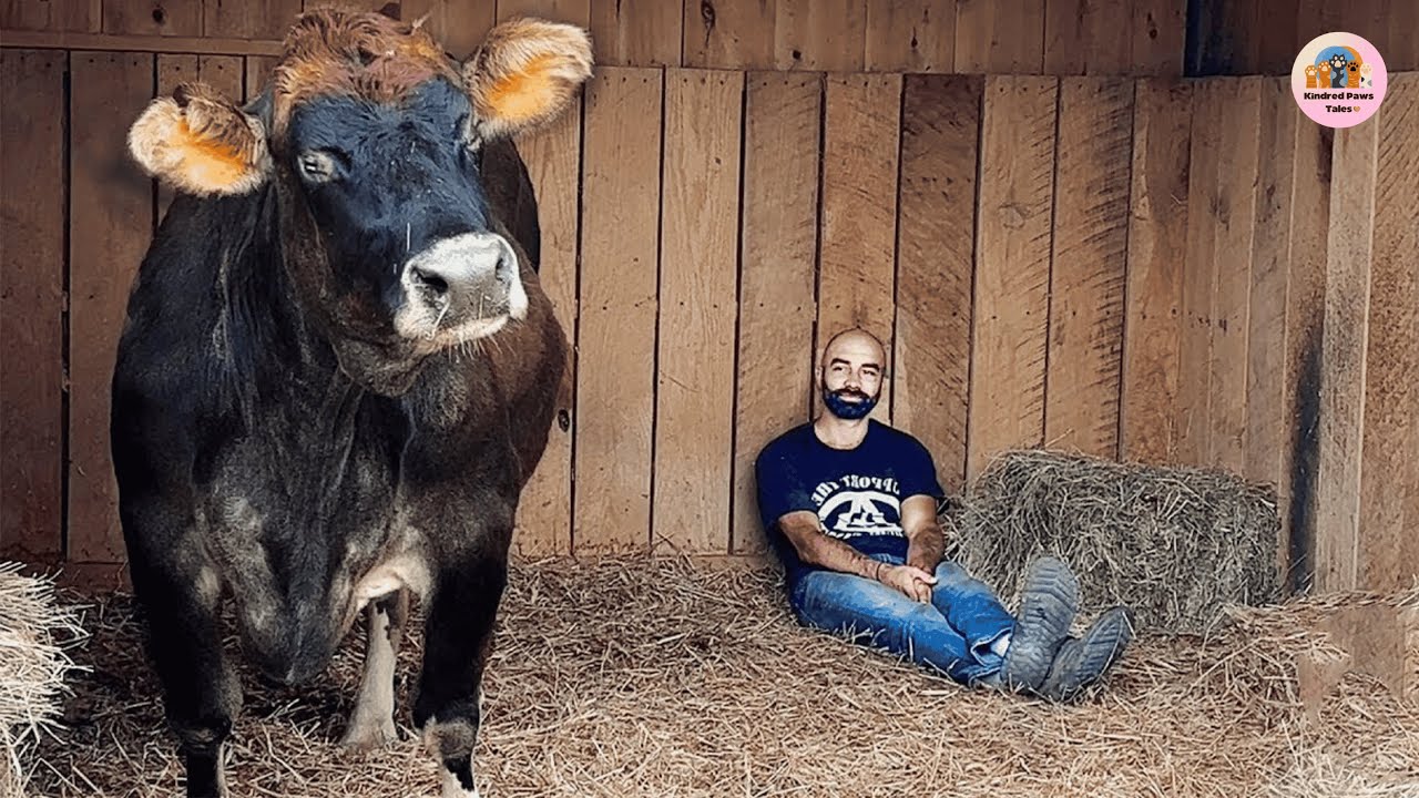 She Was Forgotten for 19 Years—Then Helen the Blind Cow Heard Her Song