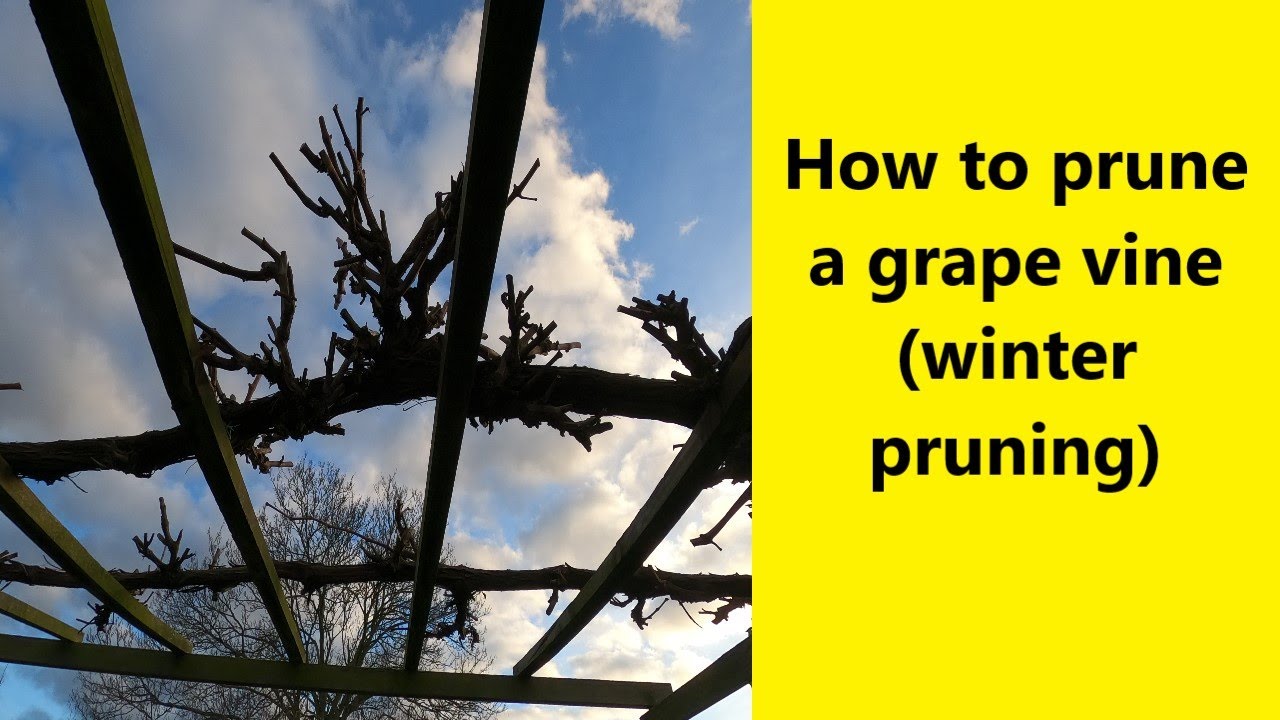 How to prune a grape vine (winter pruning) - UK Allotment (Zone 8)