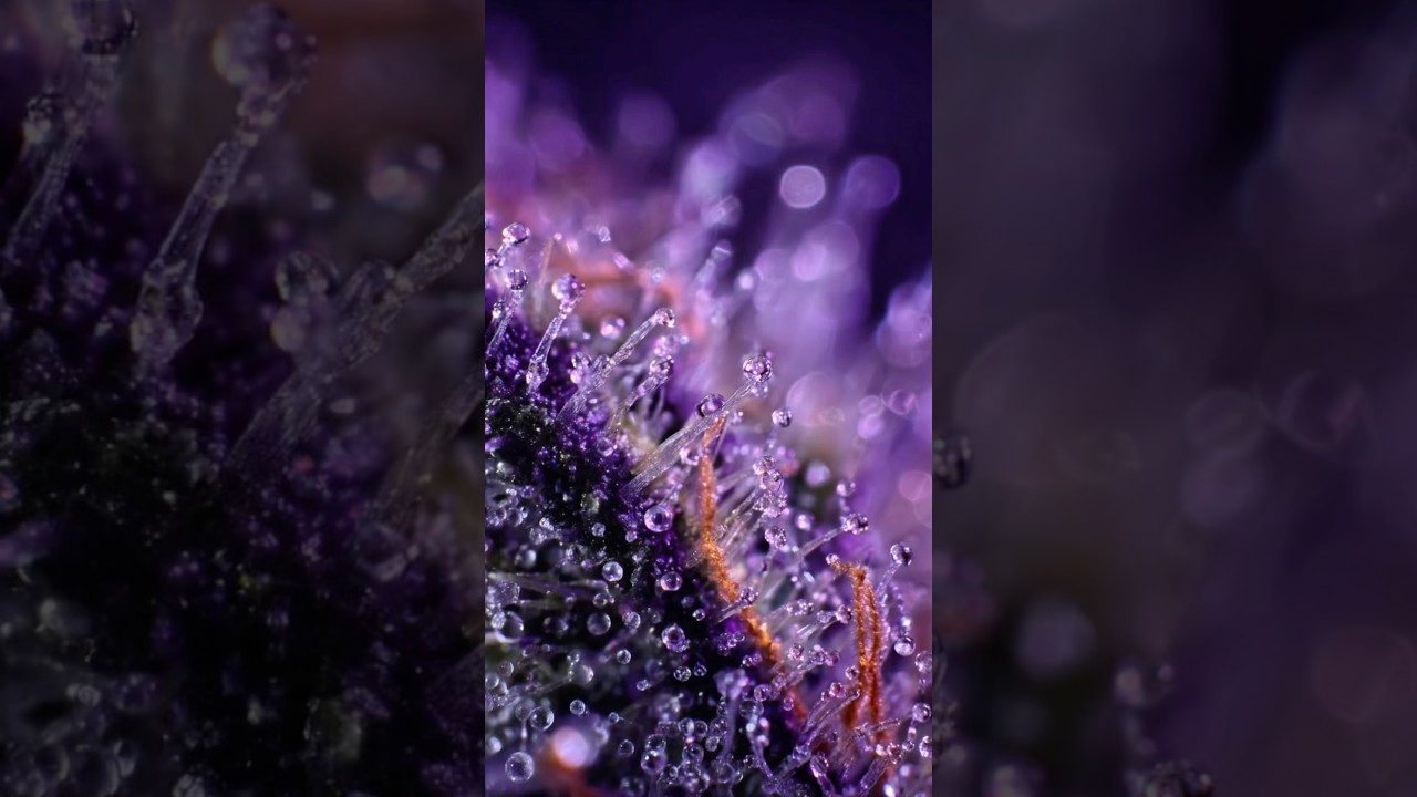 Grape Ape 🍇🦍