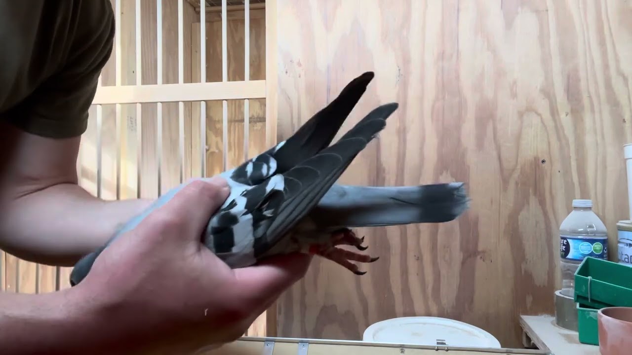 New Imports to the Loft from Mark Evans, Mike Chadwick, and Hok Jos Vercammen #pigeon #racingpigeon