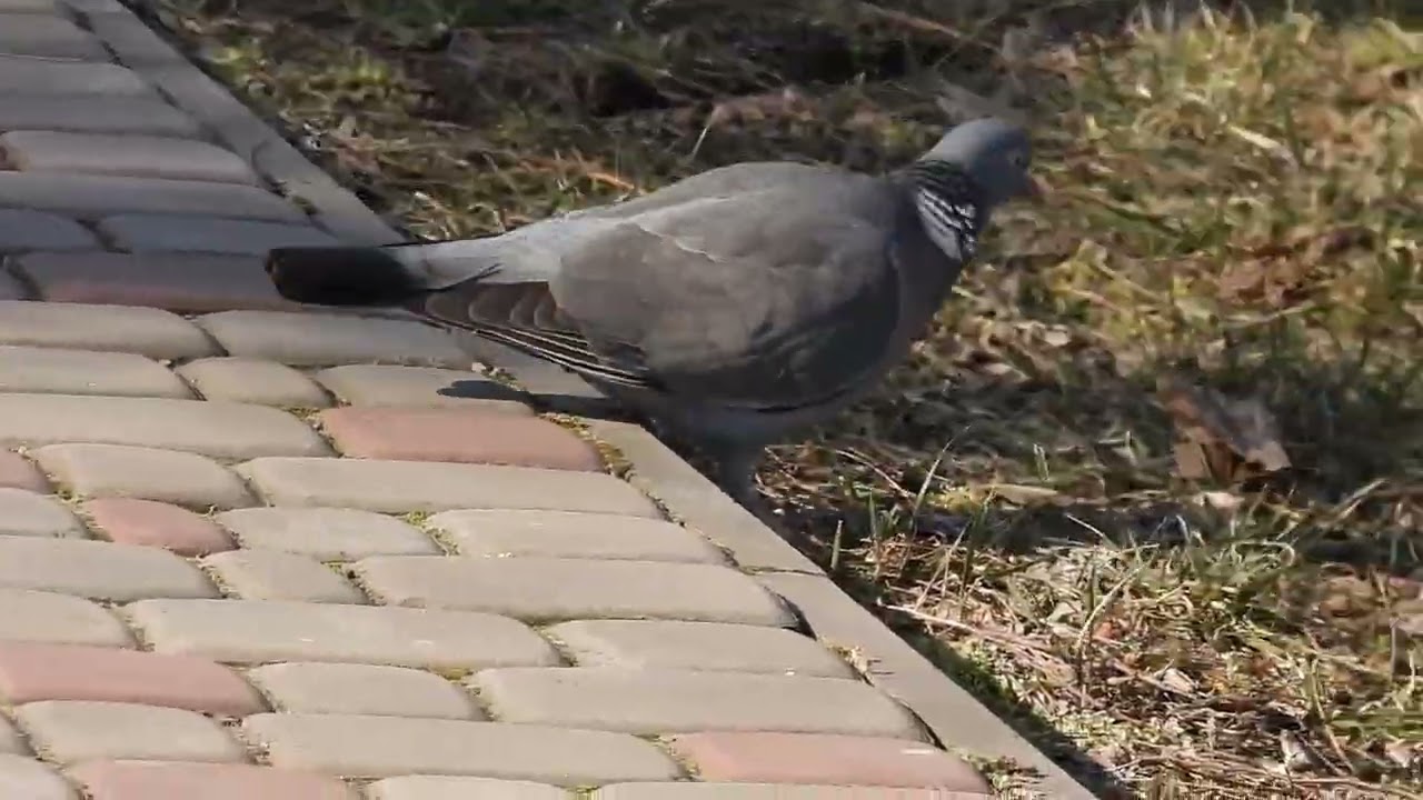 припутень/вяхирь Columba palumbus