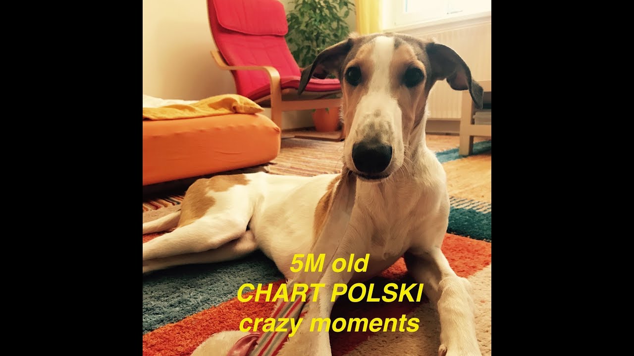 5M old Chart Polski 