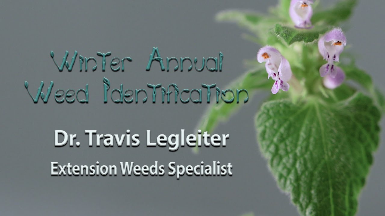 Winter Annual Weed Identification