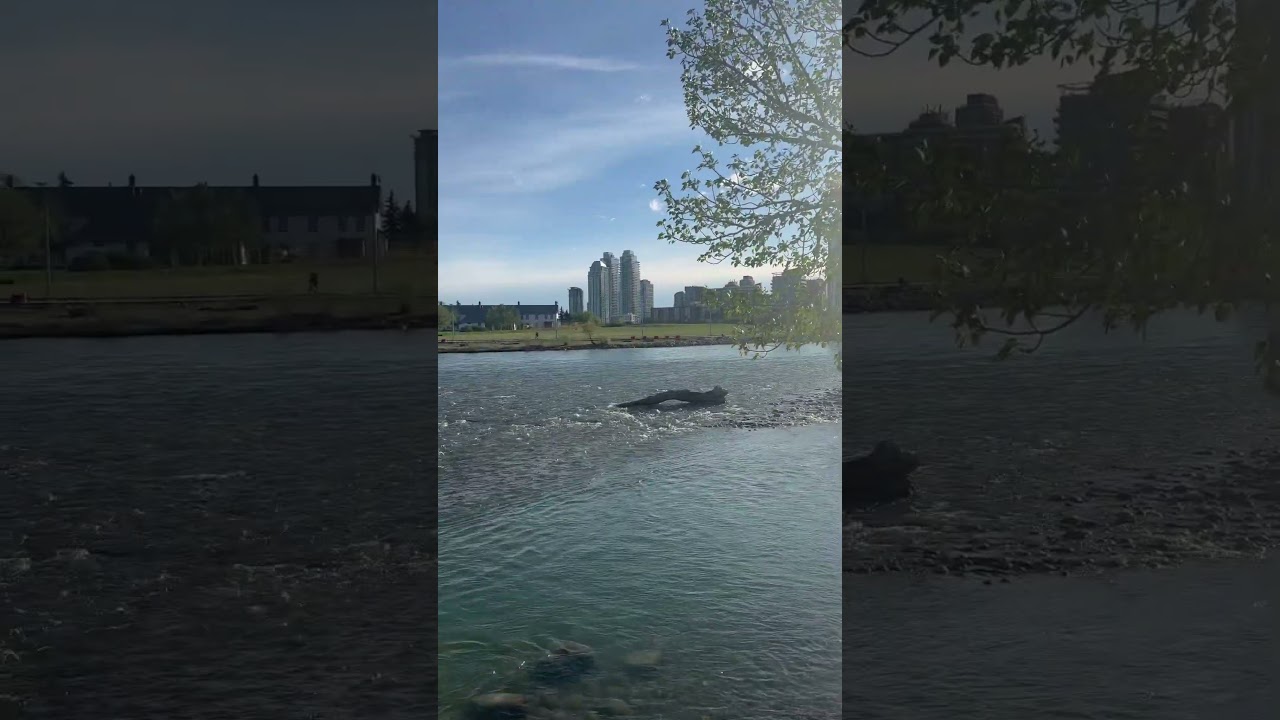 #nature #viralvideo #song #sorts #bollywood #punjab #calgary #love #adventure #travel #trending