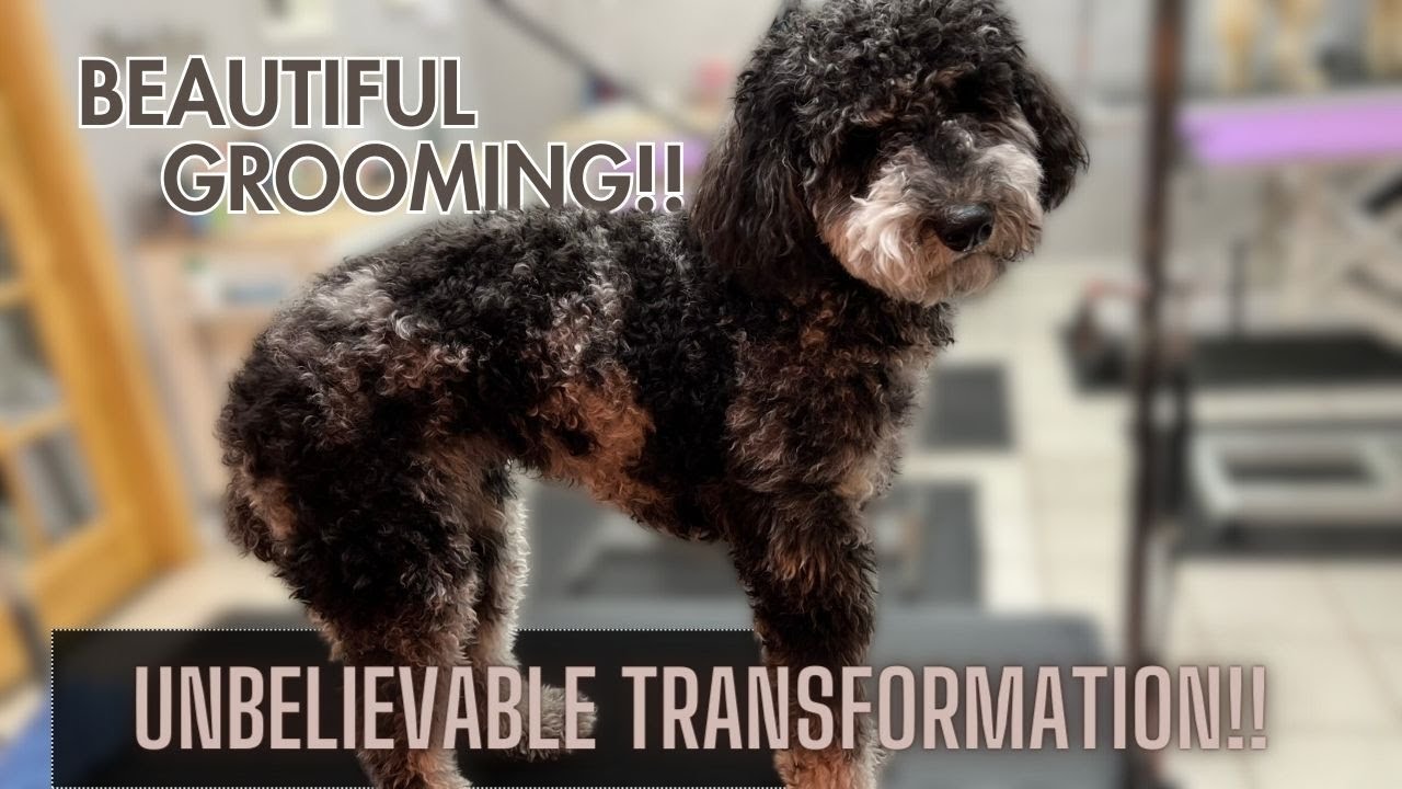 STUBBORN EXTREMELY MATTED Doodle's INSANE & JAW DROPPING Transformation
