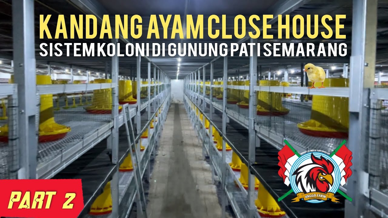 Proses Kandang Ayam Close House Sistem Koloni di GunungPati Semarang PART 2